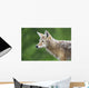 Coyote Wall Mural