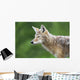 Coyote Wall Mural