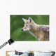 Coyote Wall Mural
