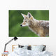 Coyote Wall Mural