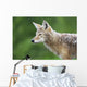 Coyote Wall Mural