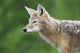 Coyote Wall Mural