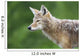 Coyote Wall Mural