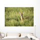 Deer In The Brush Wall Mural
