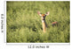 Deer In The Brush Wall Mural