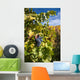 Photo Port Wine Grapes Wall Mural