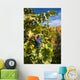 Photo Port Wine Grapes Wall Mural