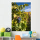Photo Port Wine Grapes Wall Mural