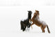 Horses Prancing In The Snow Wall Mural
