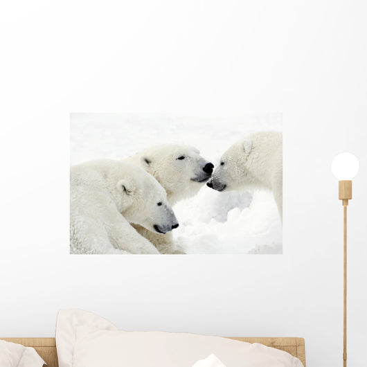 Polar Bears Wall Mural