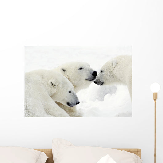 Polar Bears Wall Mural