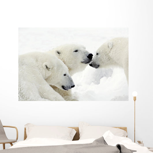 Polar Bears Wall Mural