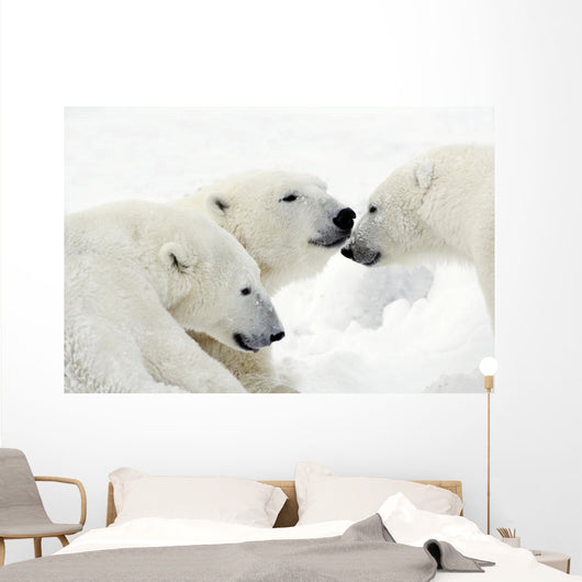 Polar Bears Wall Mural