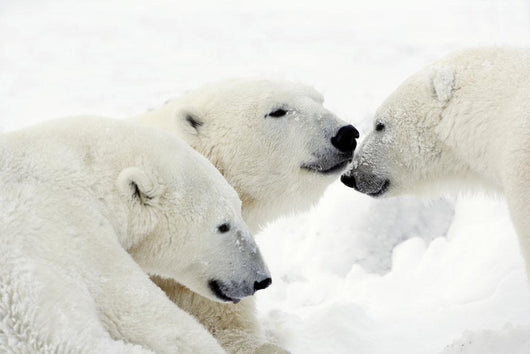 Polar Bears Wall Mural