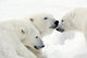 Polar Bears Wall Mural