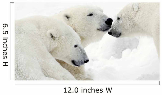 Polar Bears Wall Mural