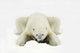 Polar Bear Wall Mural
