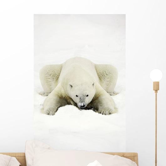 Polar Bear Wall Mural