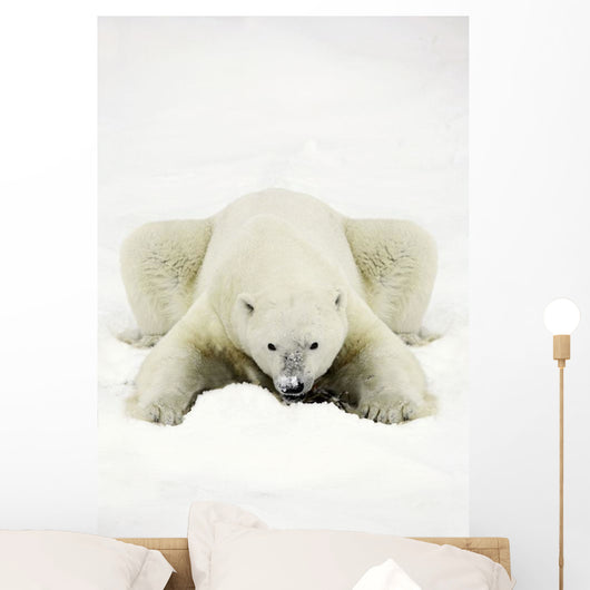 Polar Bear Wall Mural