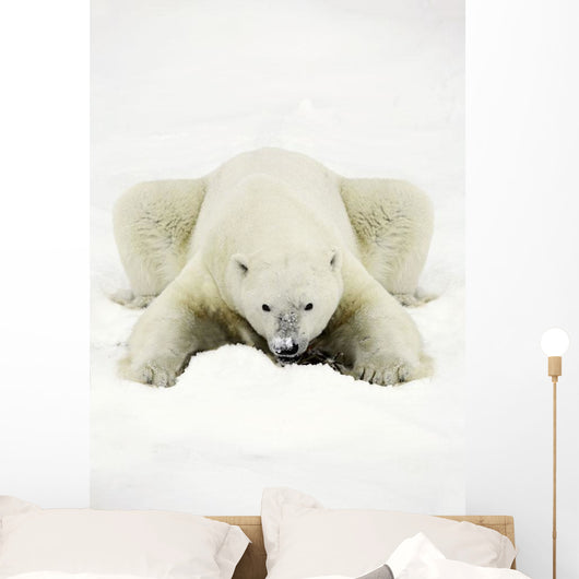 Polar Bear Wall Mural