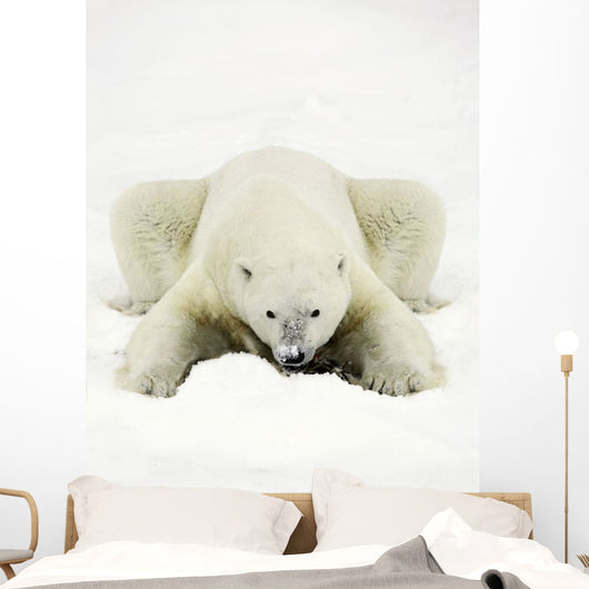 Polar Bear Wall Mural