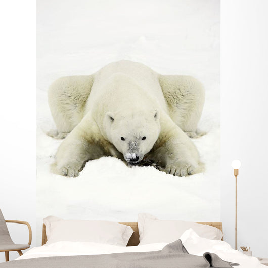 Polar Bear Wall Mural