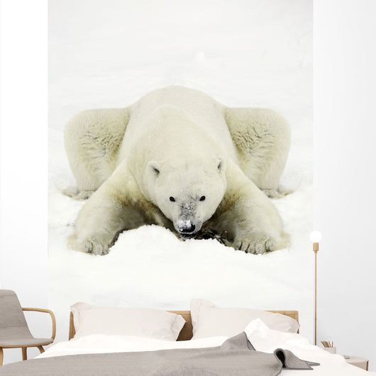 Polar Bear Wall Mural