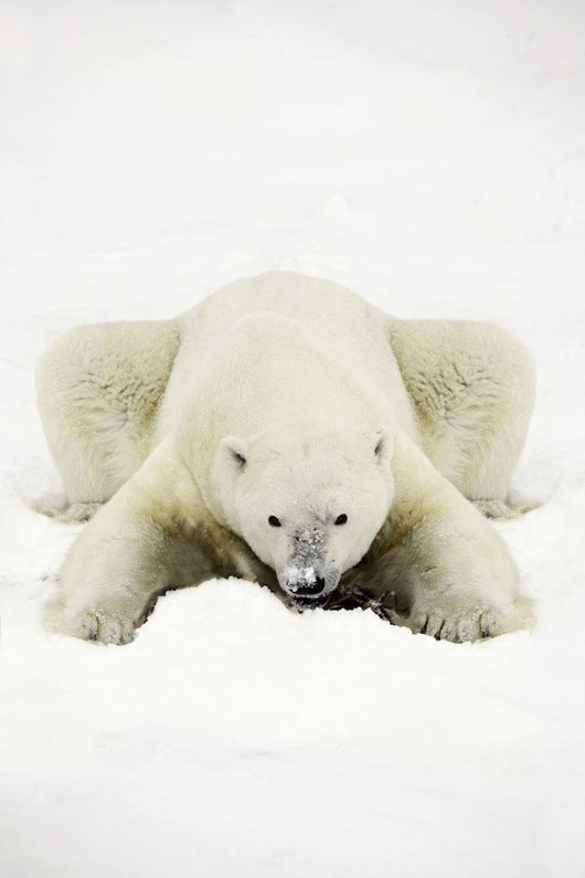 Polar Bear Wall Mural