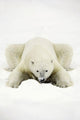 Polar Bear Wall Mural