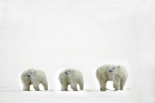 Polar Bears Looking Over Their Shoulders Wall Decal