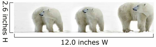 Polar Bears Looking Over Their Shoulders Wall Decal