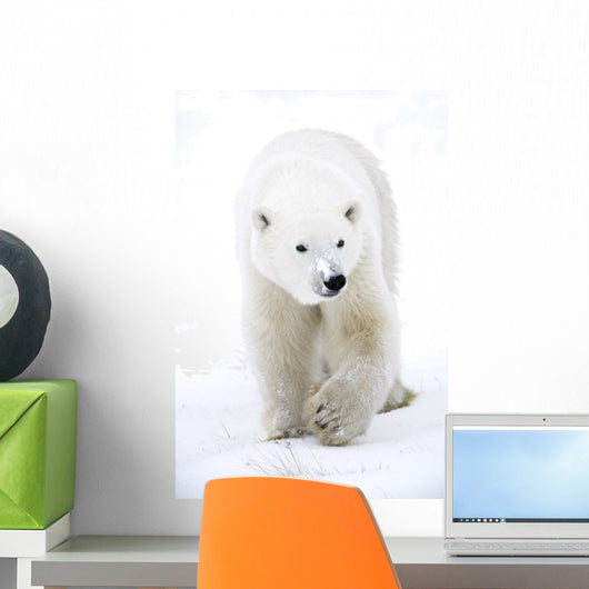 Polar Bear Walking Wall Mural