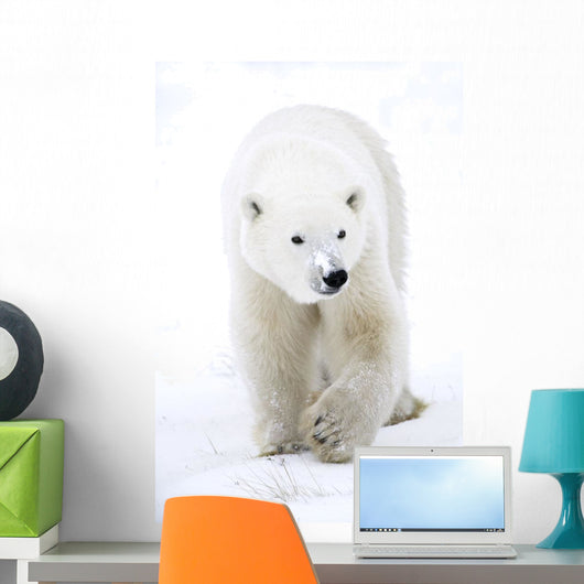 Polar Bear Walking Wall Mural