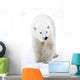 Polar Bear Walking Wall Mural