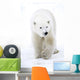 Polar Bear Walking Wall Mural