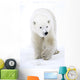 Polar Bear Walking Wall Mural