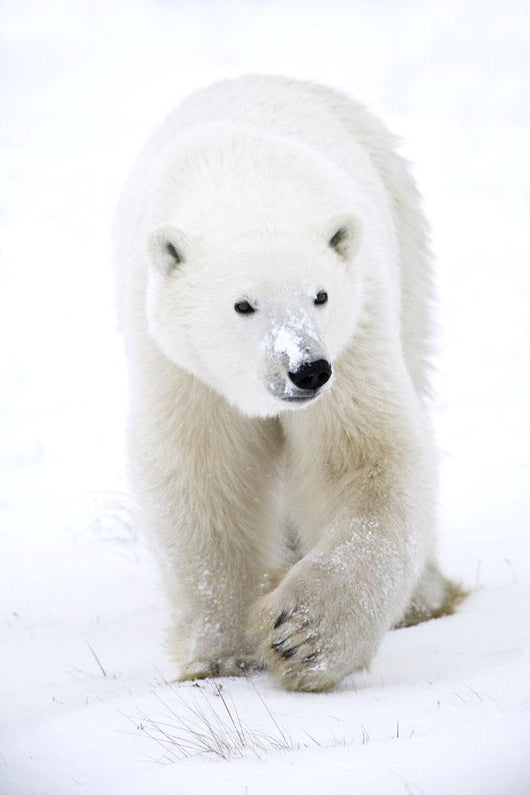 Polar Bear Walking Wall Mural