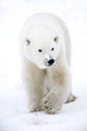 Polar Bear Walking Wall Mural
