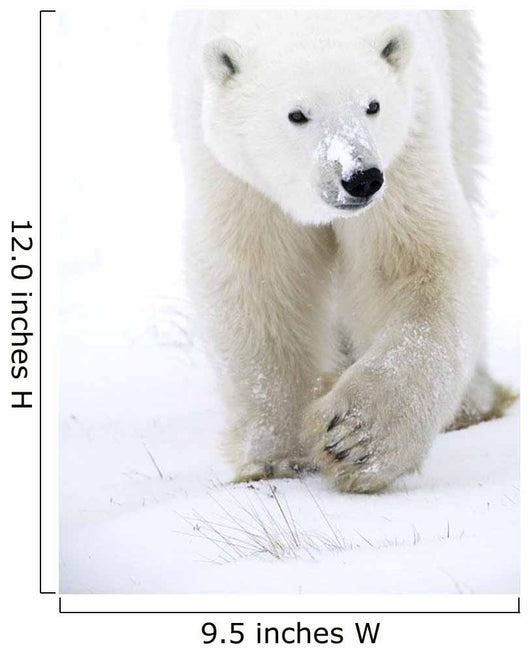 Polar Bear Walking Wall Mural