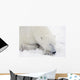 Sleeping Polar Bear Wall Mural