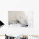 Sleeping Polar Bear Wall Mural