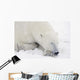 Sleeping Polar Bear Wall Mural