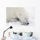Sleeping Polar Bear Wall Mural