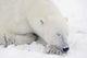 Sleeping Polar Bear Wall Mural