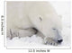 Sleeping Polar Bear Wall Mural