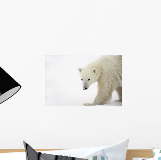 Polar Bear Wall Mural