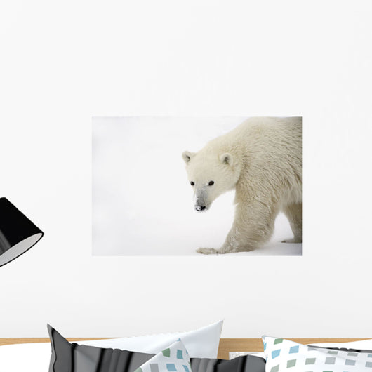 Polar Bear Wall Mural