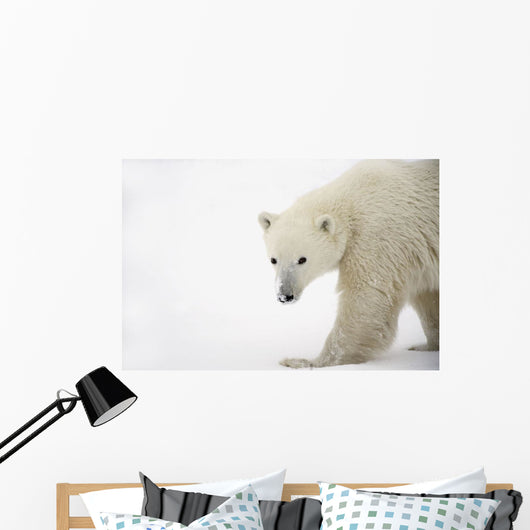 Polar Bear Wall Mural