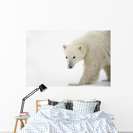 Polar Bear Wall Mural