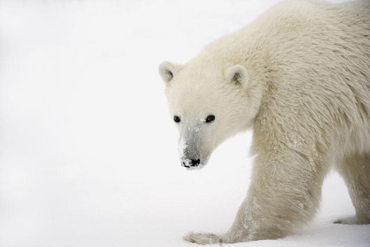 Polar Bear Wall Mural